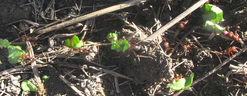 Texas Leafcutting Ants, Atta texensis, carrying shreded beet leaves