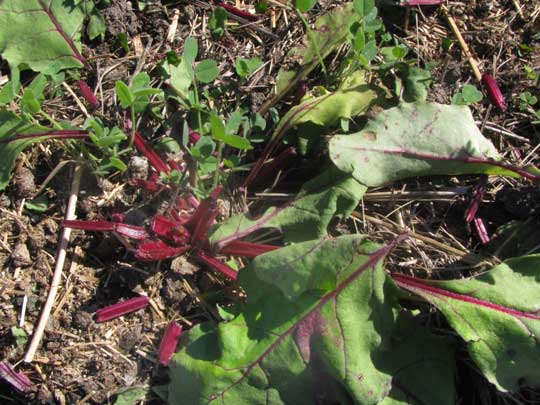 Beet leaves cut by Texas Leafcutting An t, Atta texana