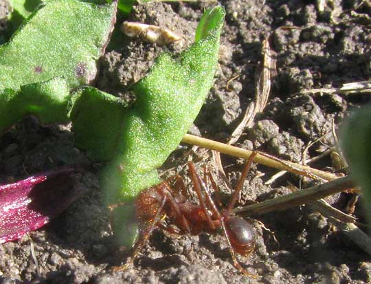 Texas Leafcutting Ant, ATTA TEXANA, carrying shred of beet leaf
