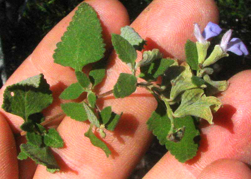 Shrubby Blue Sage, or Mejorana, SALVIA BALLOTIFLORA, leaves and flowers