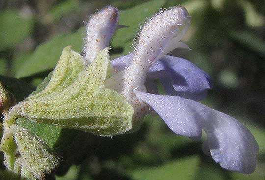 Shrubby Blue Sage, or Mejorana, SALVIA BALLOTIFLORA, flower close-up