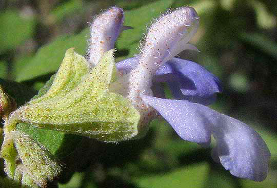 Shrubby Blue Sage, or Mejorana, SALVIA BALLOTIFLORA, flower close-up