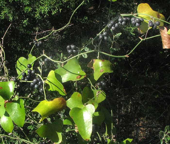 Greenbriar, SMILAX BONA-NOX, black fruit and leaves