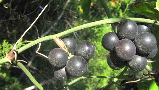 Greenbriar, SMILAX BONA-NOX, fruit cluster close-up