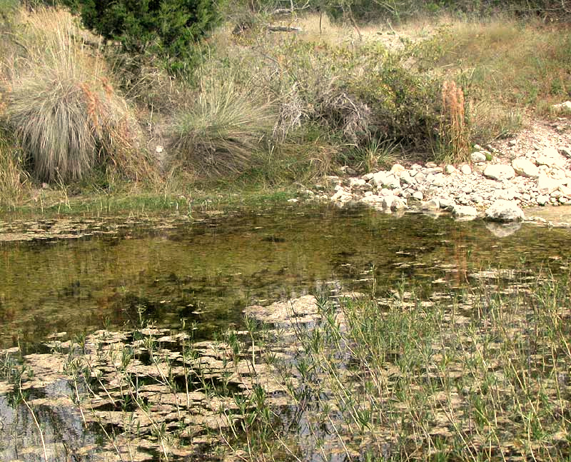 SCUM IN A POOL OF WATER, possibly  genus Oscillatoria