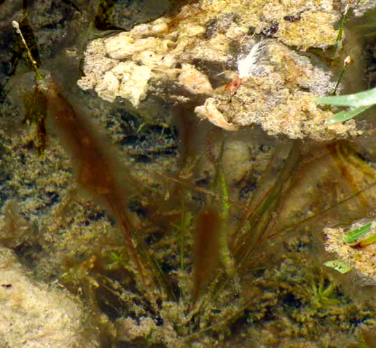 Cyanobacterium scum, possibly Oscillatoria