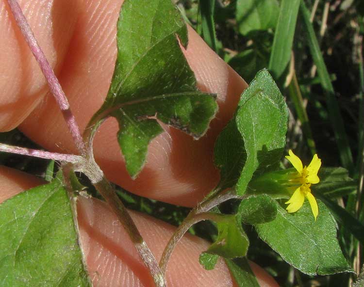 Lawnflower, CALYPTOCARPUS VIALIS, leaves and flowering heads