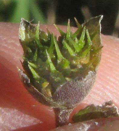 Lawnflower, CALYPTOCARPUS VIALIS, awns atop cypselae