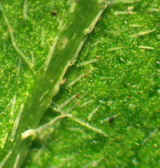 Lawnflower, CALYPTOCARPUS VIALIS, hairs on bottom of leaf