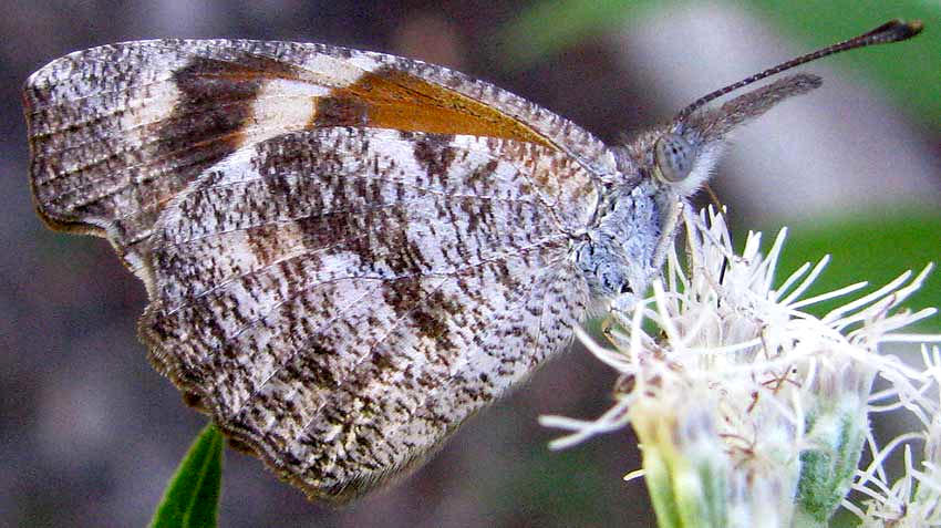 American Snout, LIBYTHEANA CARINENTA