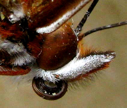 labial palps on a Gulf Fritillary