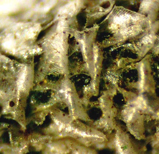 Ball Moss, TILLANDSIA RECURVATA, microscopic view of scales on leaf