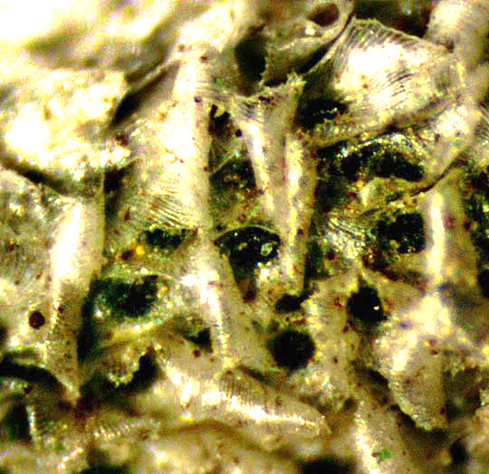 Ball Moss, TILLANDSIA RECURVATA, microscopic view of scales on leaf