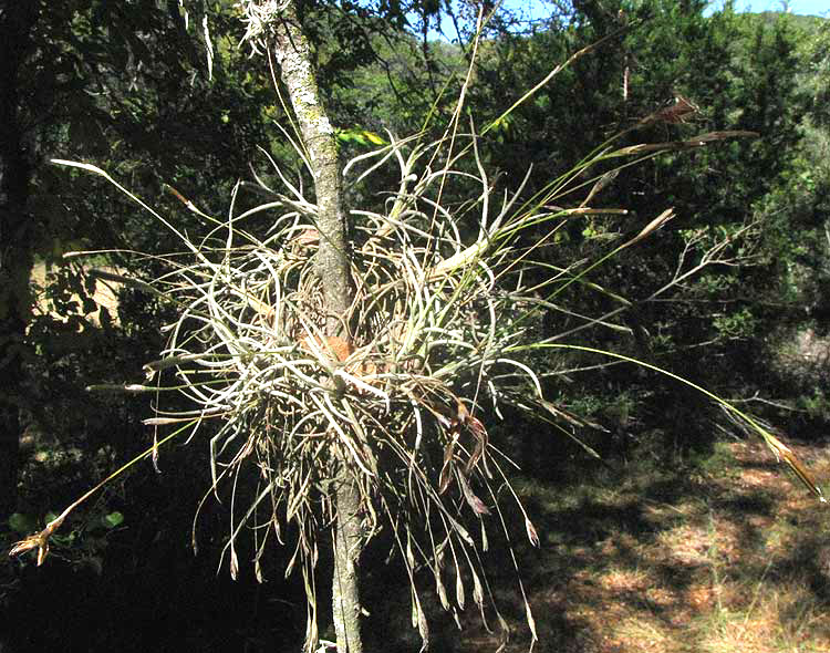 Ball Moss, TILLANDSIA RECURVATA