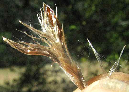 Ball Moss, TILLANDSIA RECURVATA, capsure open, showing seeds and fuzz