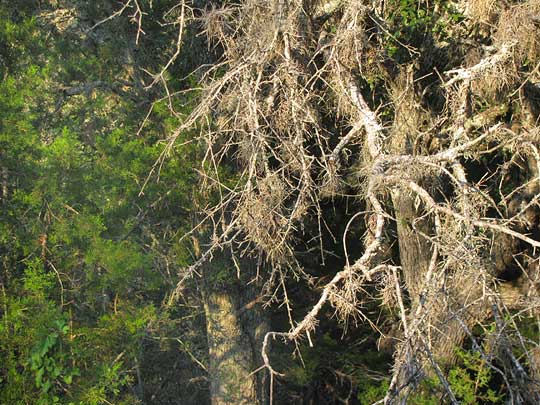 Ball Moss, TILLANDSIA RECURVATA, growing thickly on dead tree branch