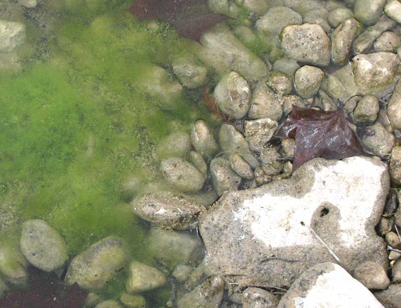 ZYGNEMA alga in stagnate pool beside stream