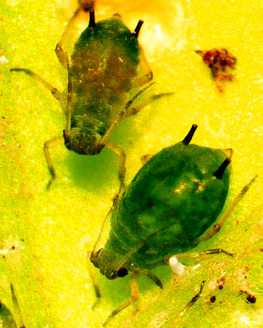 Cotton Aphids, APHIS GOSSYPII