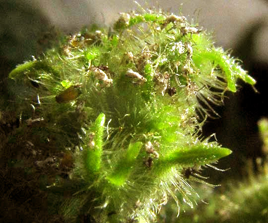 tip of cucumber vine stem covered with abandoned aphid exoskeletons