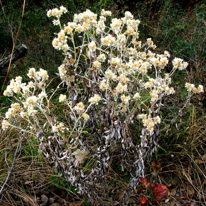 Rabbit-Tobacco, PSEUDOGNAPHALIUM OBTUSIFOLIUM