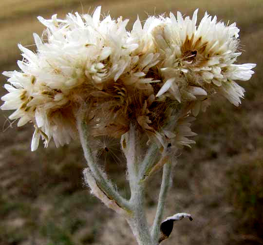 Rabbit-Tobacco, PSEUDOGNAPHALIUM OBTUSIFOLIUM, inflorescence after fruits have been released