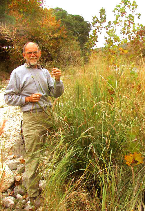 Switchgrass, PANICUM VIRGATUM