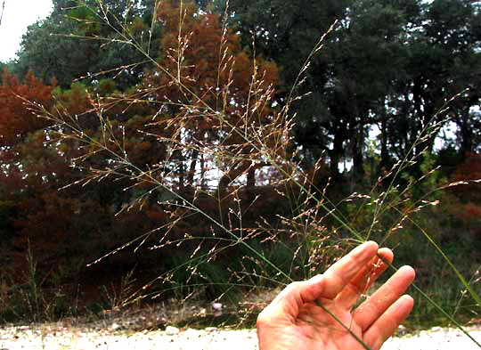 Switchgrass, PANICUM VIRGATUM, inflorescence