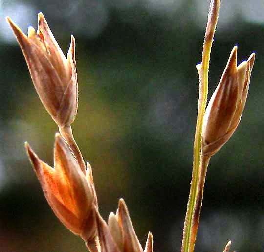 Switchgrass, PANICUM VIRGATUM, spikelets