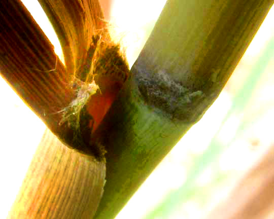 Switchgrass, PANICUM VIRGATUM, ligule