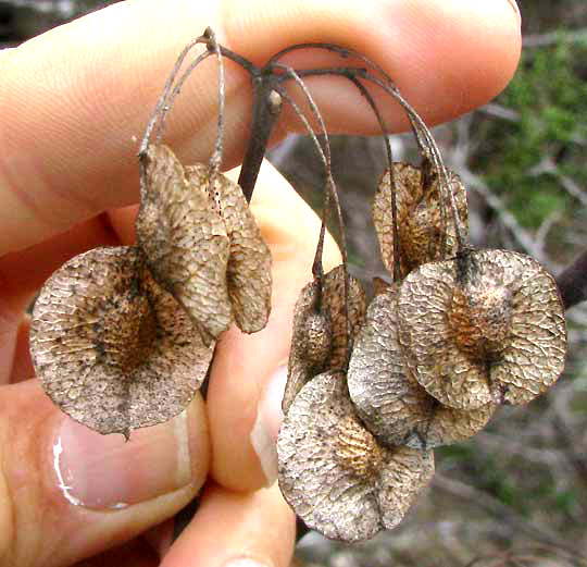 Hoptree or Wafer Ash, PTELEA TRIFOLIATA, fruits