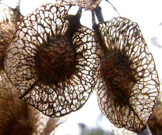 Hoptree or Wafer Ash, PTELEA TRIFOLIATA, fruits