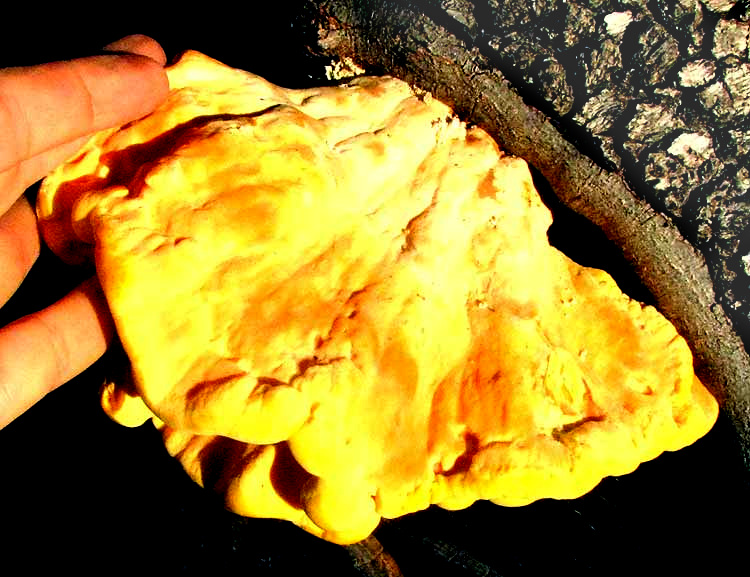 Chicken of The Woods or Sulphur Shelf, LAETIPORUS SULPHUREUS