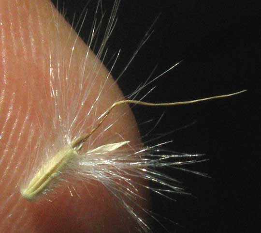 Silver Beardgrass, BOTHRIOCHLOA LAGUROIDES, fruit with hairs and awn