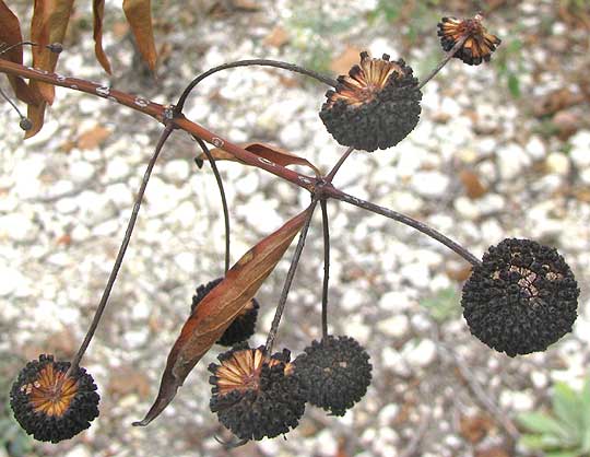 Buttonbush, CEPHALANTHUS OCCIDENTALIS, fruit balls