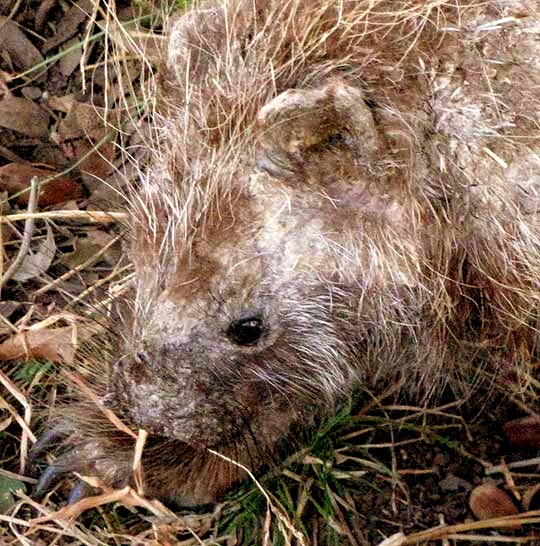 North American Porcupine, ERETHIZON DORSATUM, head