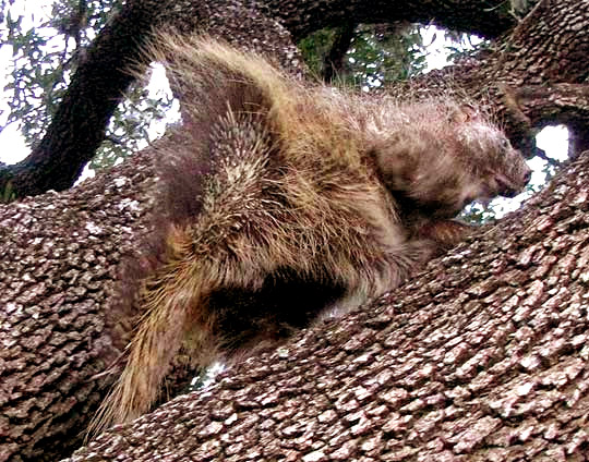 North American Porcupine, ERETHIZON DORSATUM