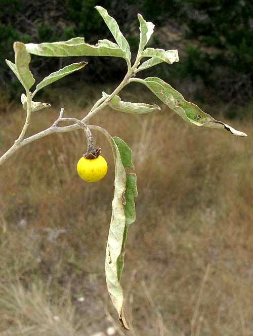 Silverleaf Nightshade, SOLANUM ELAEAGNIFOLIUM, mature fruit on stem