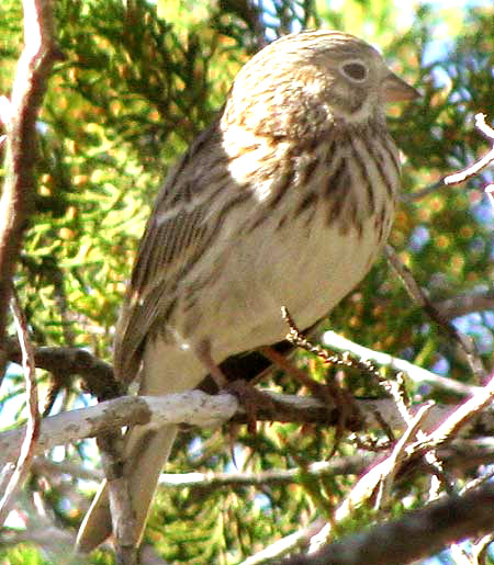 Vesper Sparrow, POOECETES GRAMINEUS