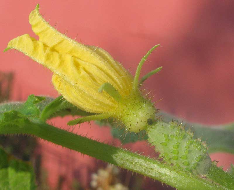 Cucumber, CUCUMIS SATIVUS, female flower
