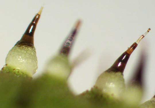 Cucumber, CUCUMIS SATIVUS, spines