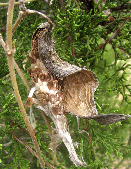 Talayote, CYNANCHUM RACEMOSUM, pod with damaged seeds