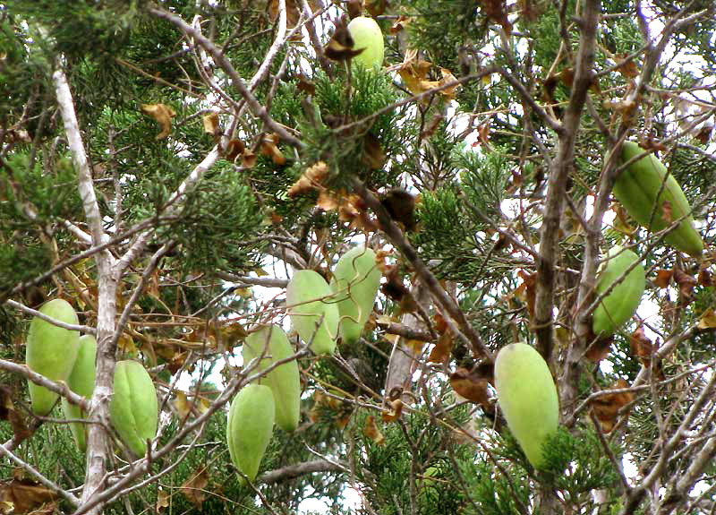 Talayote, CYNANCHUM RACEMOSUM