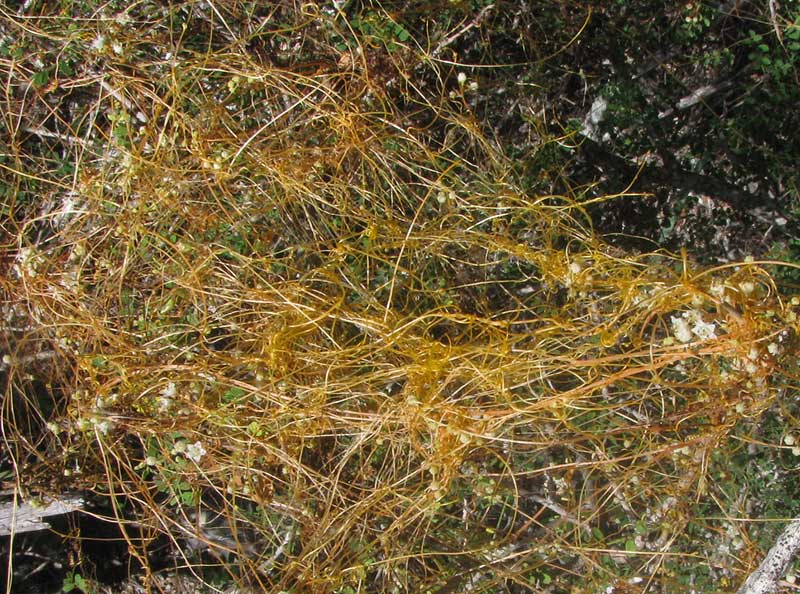 Big-seeded Dodder, CUSCUTA INDECORA