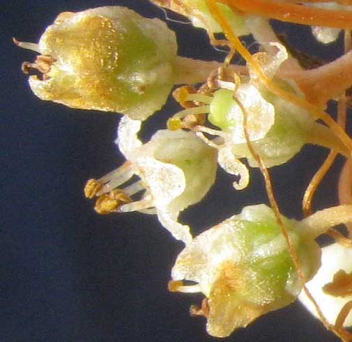 Big-seeded Dodder, CUSCUTA INDECORA, flowers side view