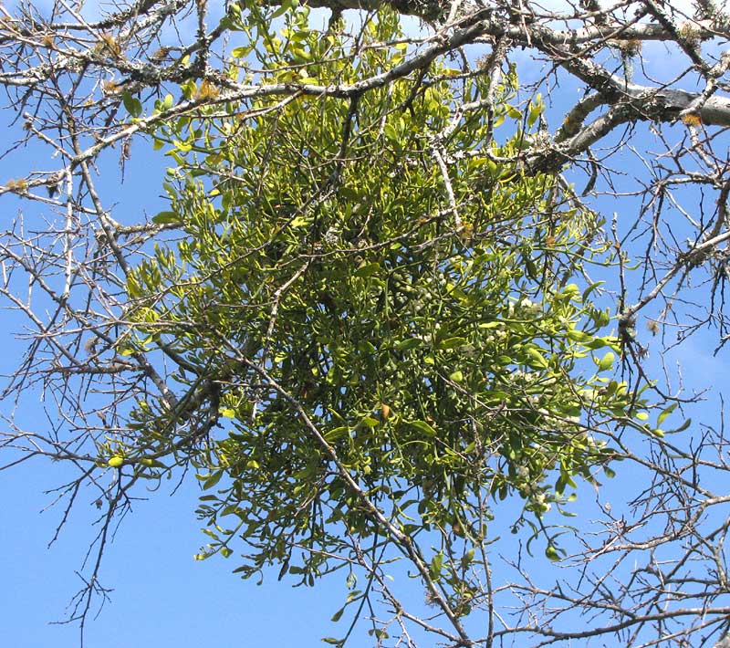 Mistletoe, PHORADENDRON LEUCARPUM