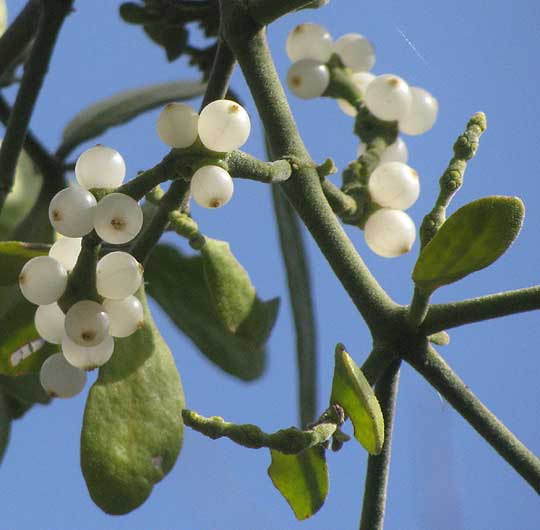 Mistletoe, PHORADENDRON LEUCARPUM, fruits