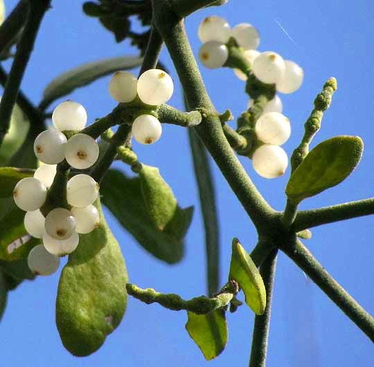 Mistletoe, PHORADENDRON LEUCARPUM, fruits