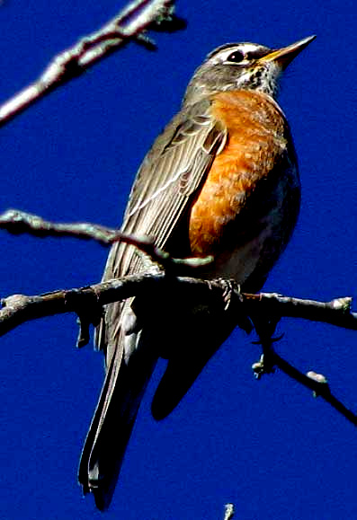 American Robin, TURDUS MIGRATORIUS