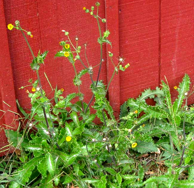  Prickly Sow Thistle, SONCHUS ASPER