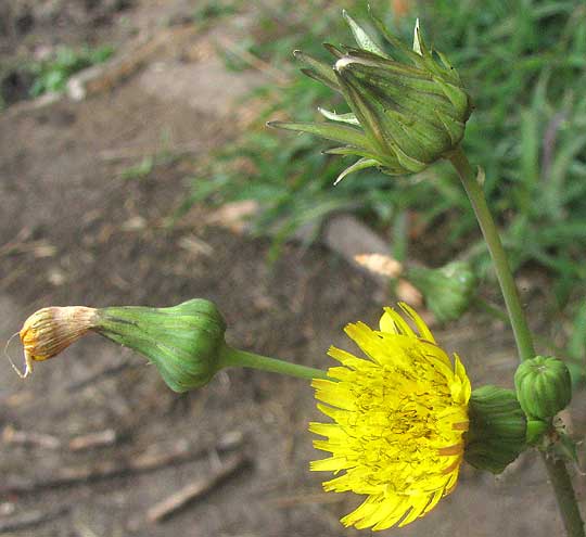  Prickly Sow Thistle, SONCHUS ASPER, flower head